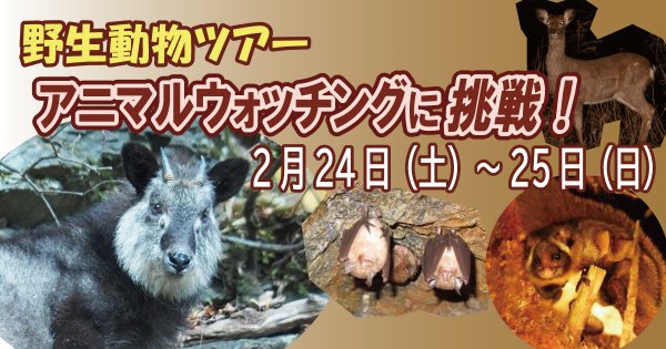 【2/24～2/25】野生動物ツアー アニマルウォッチングに挑戦！
