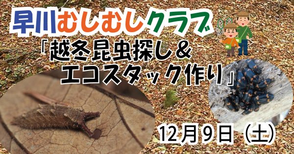 【12/9】早川むしむしクラブ 越冬昆虫探し＆エコスタック作り