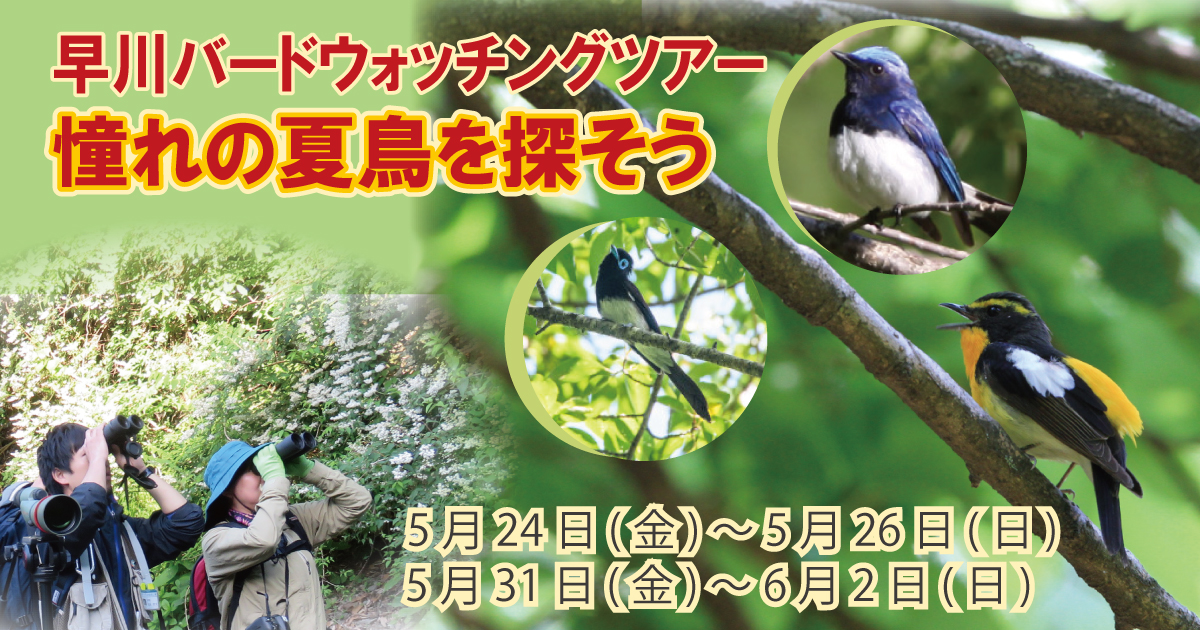 早川バードウォッチングツアー　憧れの夏鳥を探そう