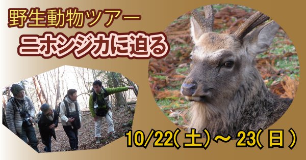 【10/22～23】野生動物ツアー　ニホンジカに迫る！