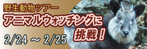 【2/24～2/25】野生動物ツアー アニマルウォッチングに挑戦！