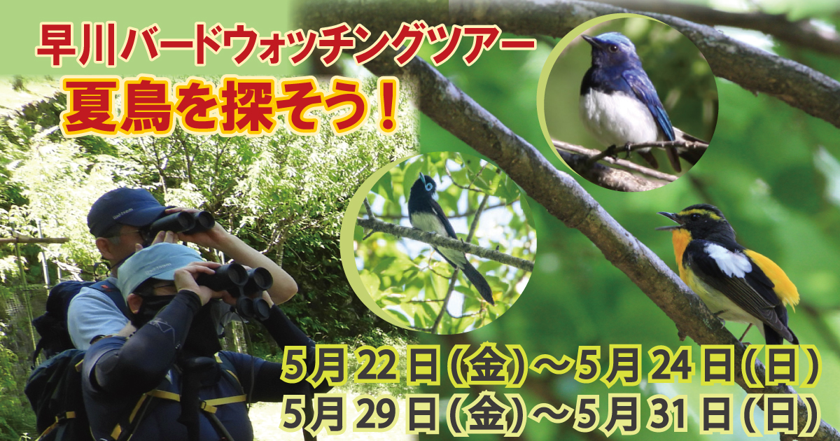 【5/22～24、5/29～5/31】早川バードウォッチングツアー　夏鳥を探そう