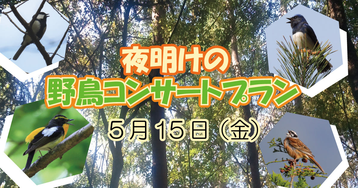 【5/15】夜明けの野鳥コンサートプラン 【5/15】夜明けの野鳥コンサートプラン