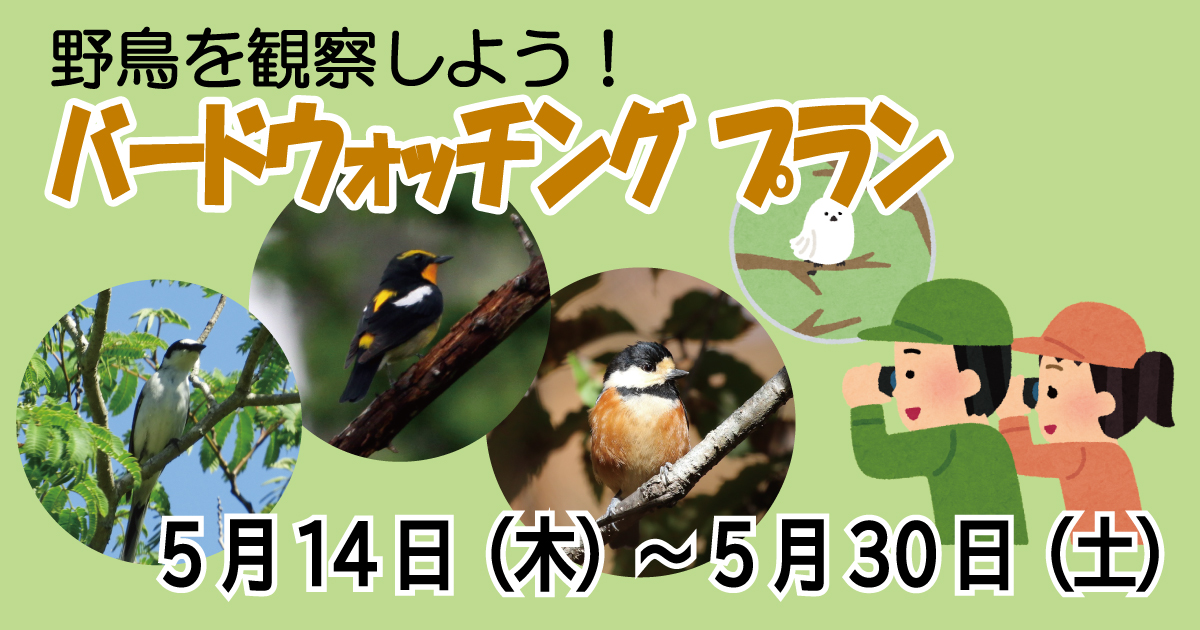 【5/14~5/30】新緑の森でバードウォッチングプラン 【5/14~5/30】新緑の森でバードウォッチングプラン