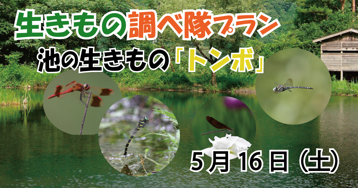 【5/16】生きもの調べ隊プラン～池の生きもの「トンボ」～