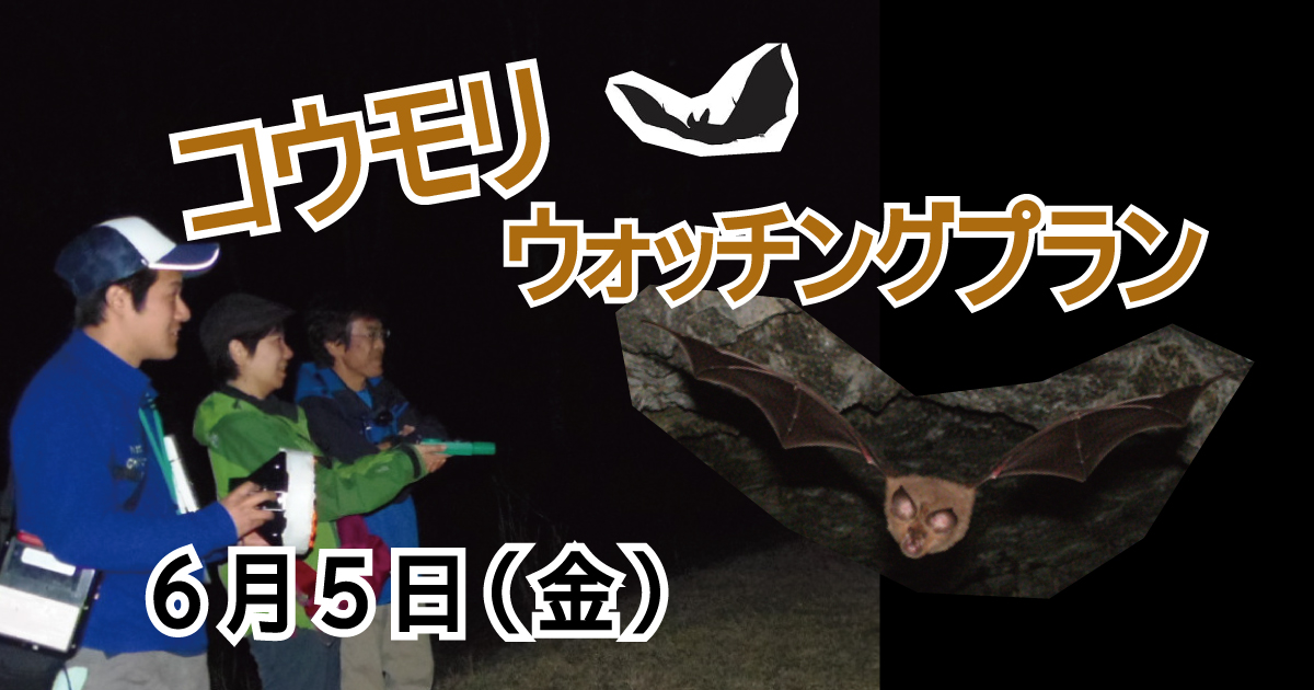 【6/5】コウモリウォッチングプラン 【6/5】コウモリウォッチングプラン