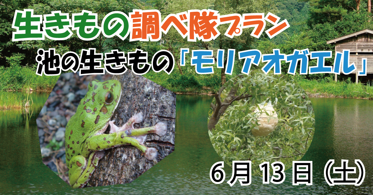 【6/13】生きもの調べ隊プラン～池の生きもの「モリアオガエル」～
